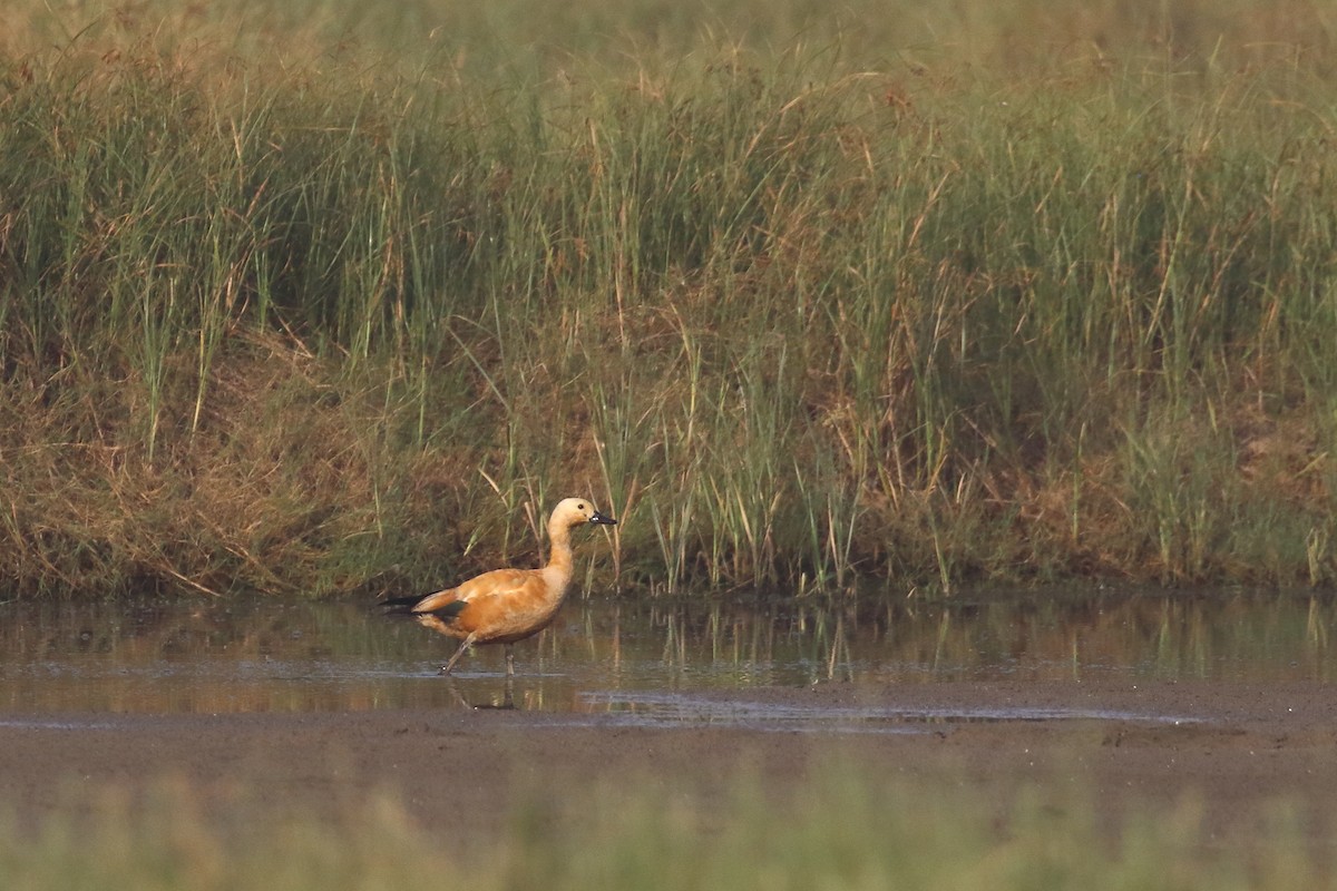 husice rezavá - ML646183278