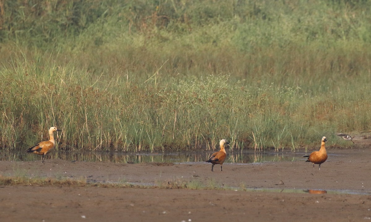 husice rezavá - ML646183281