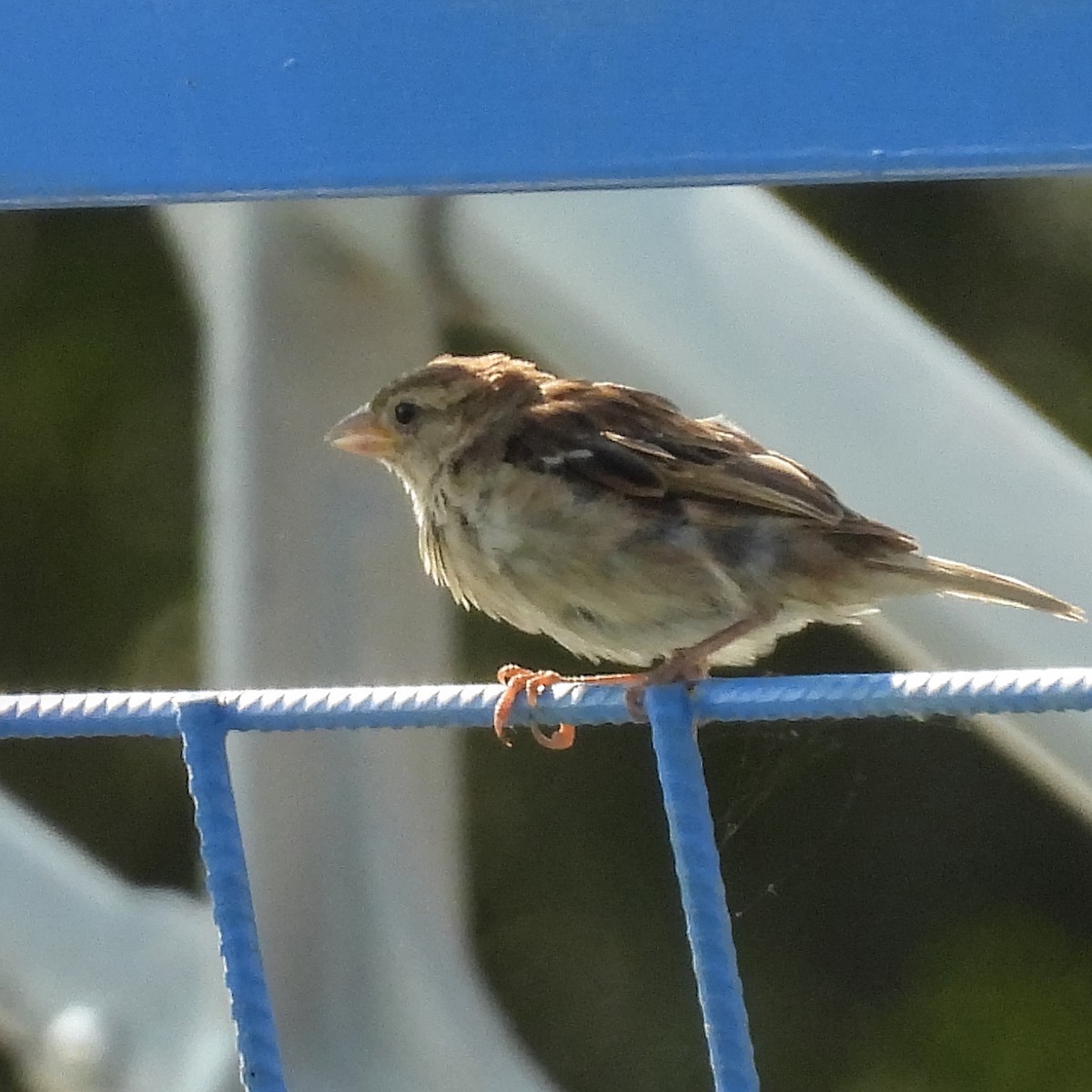 vrabec domácí - ML646183284