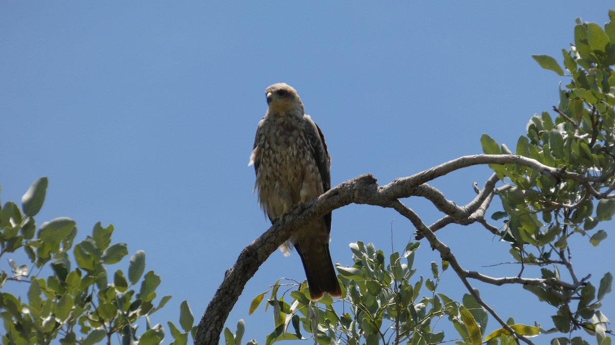 krahujec ovampský - ML646183285