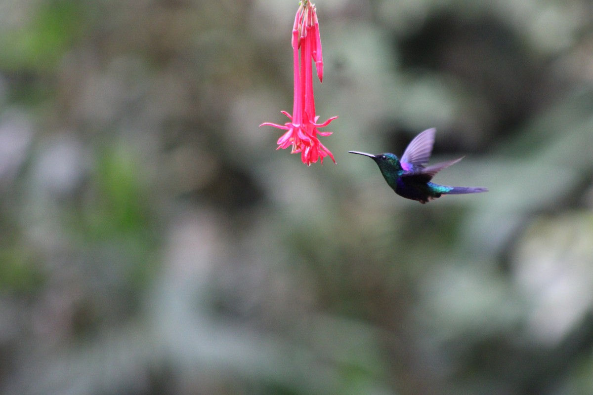 kolibrík ocelovořitý - ML646183286
