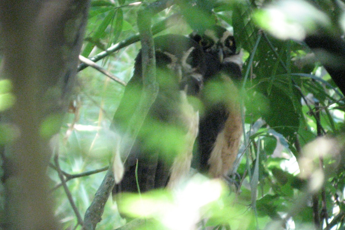 puštík brýlatý - ML646183287