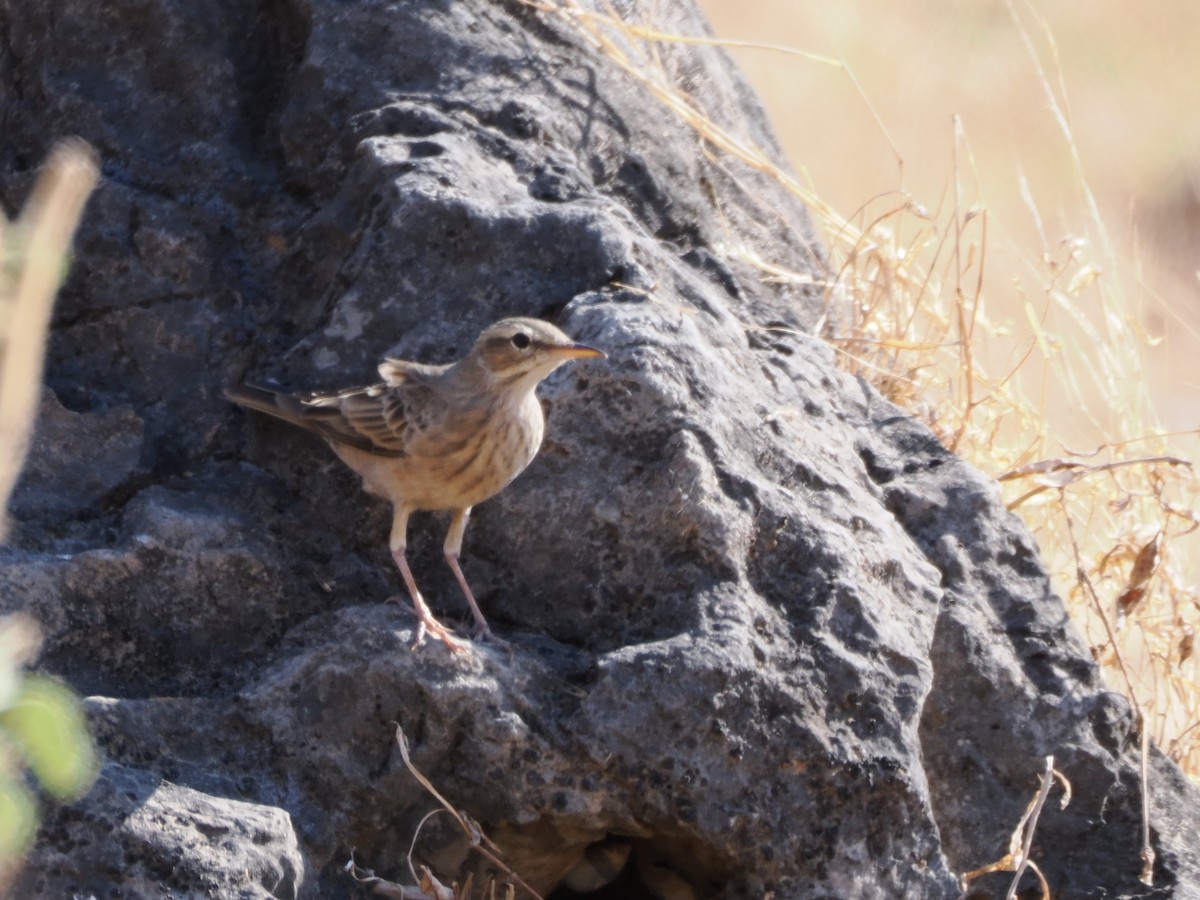 linduška dlouhozobá - ML646183288