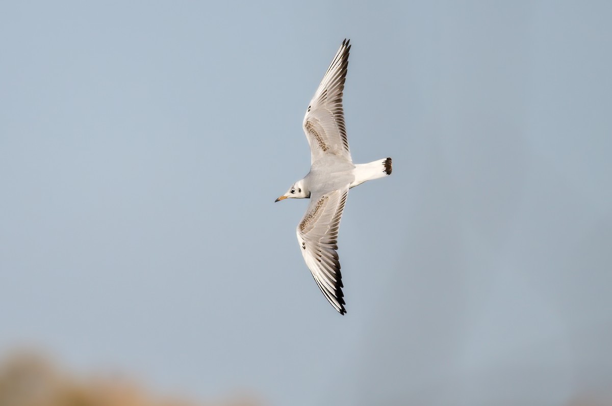 racek chechtavý - ML646183289