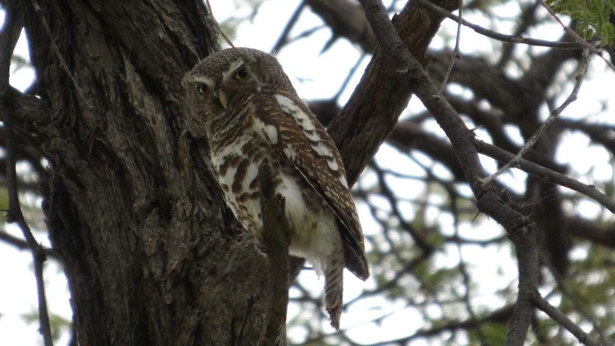 kulíšek africký - ML646183291