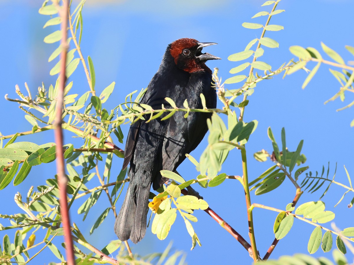 Chestnut-capped Blackbird - ML646183292