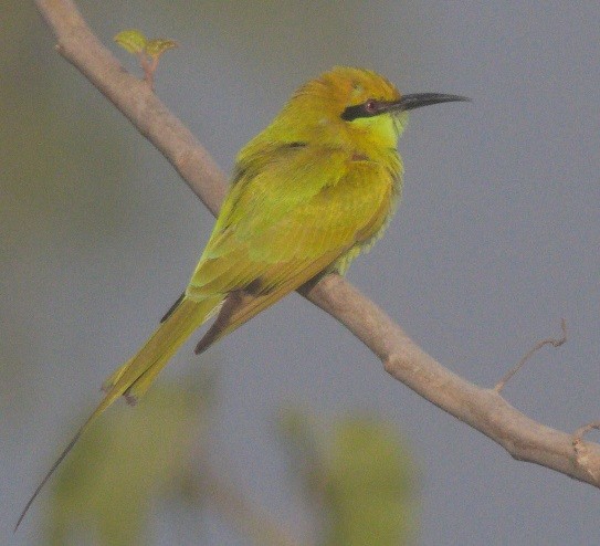 Asian Green Bee-eater - ML646183296