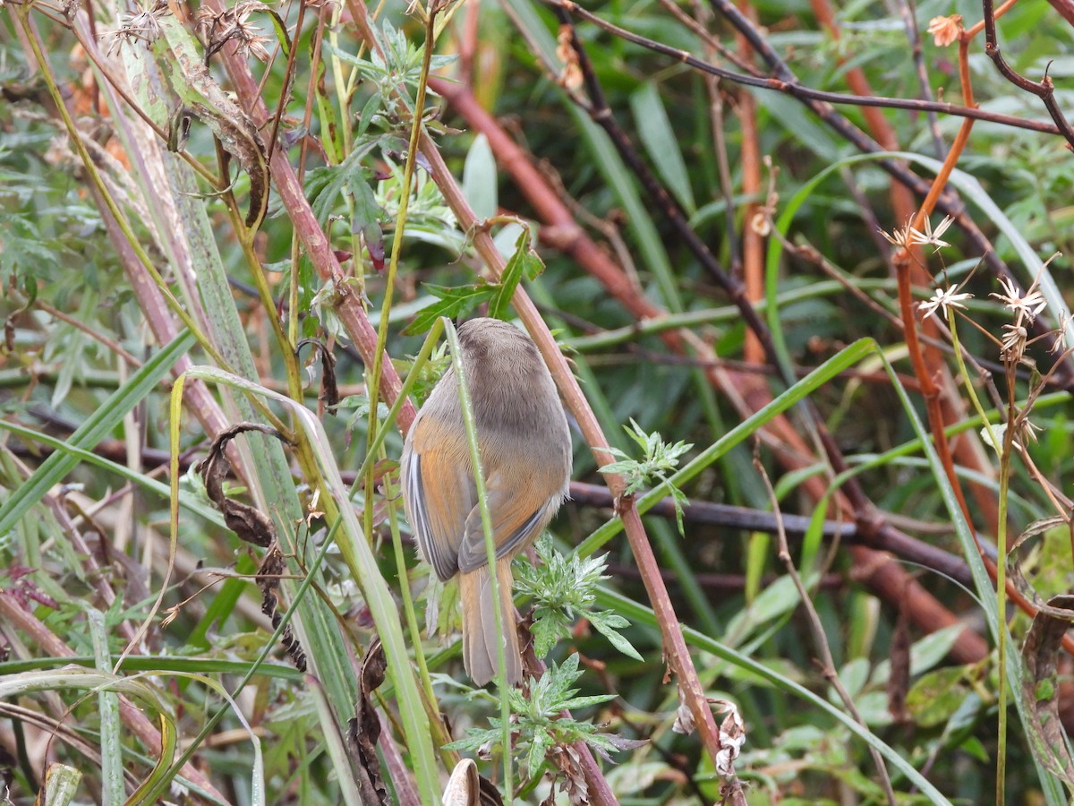 Taiwan Fulvetta - ML646183305