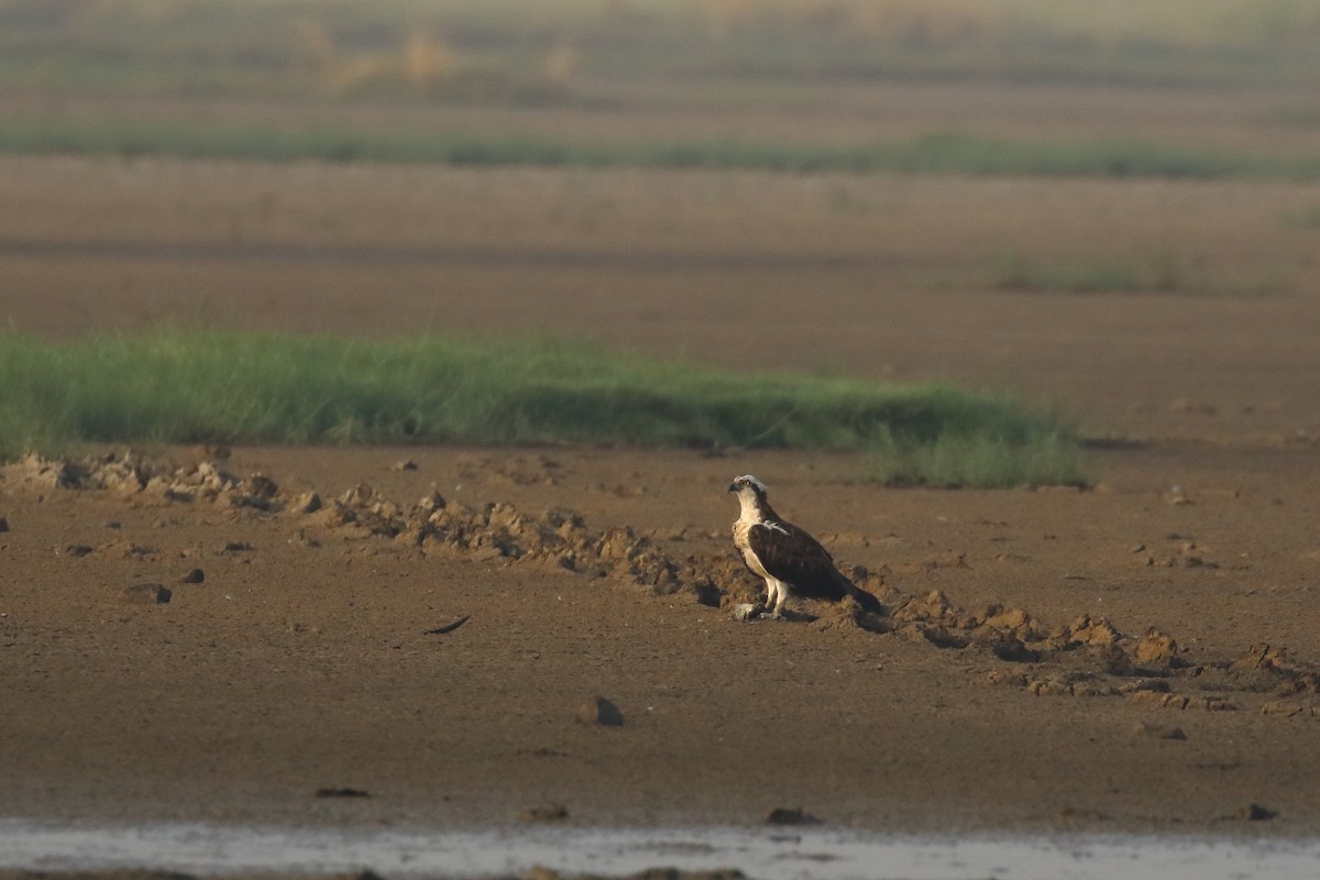 orlovec říční - ML646183308