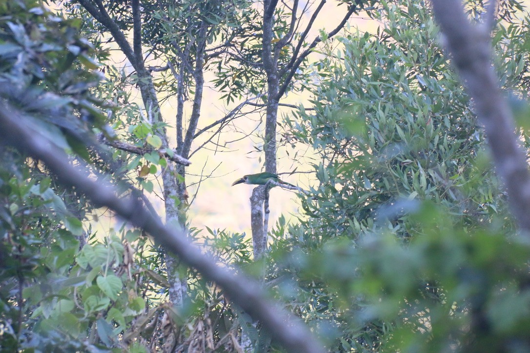 Northern Emerald-Toucanet - ML646183310