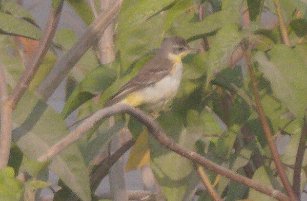 Western Yellow Wagtail - ML646183311