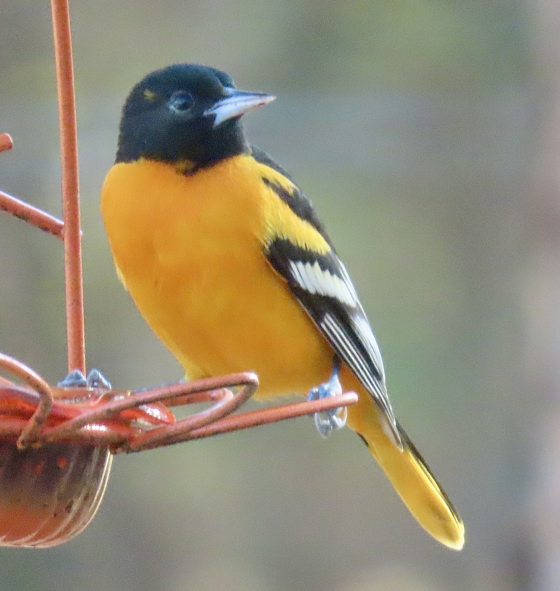 Baltimore Oriole - ML646183316