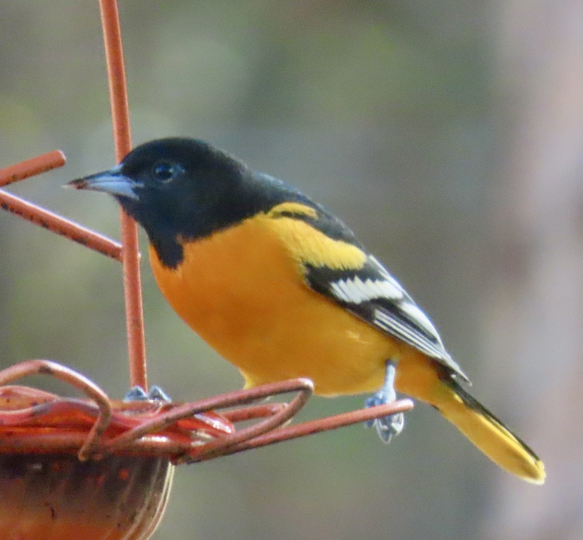 Baltimore Oriole - ML646183317