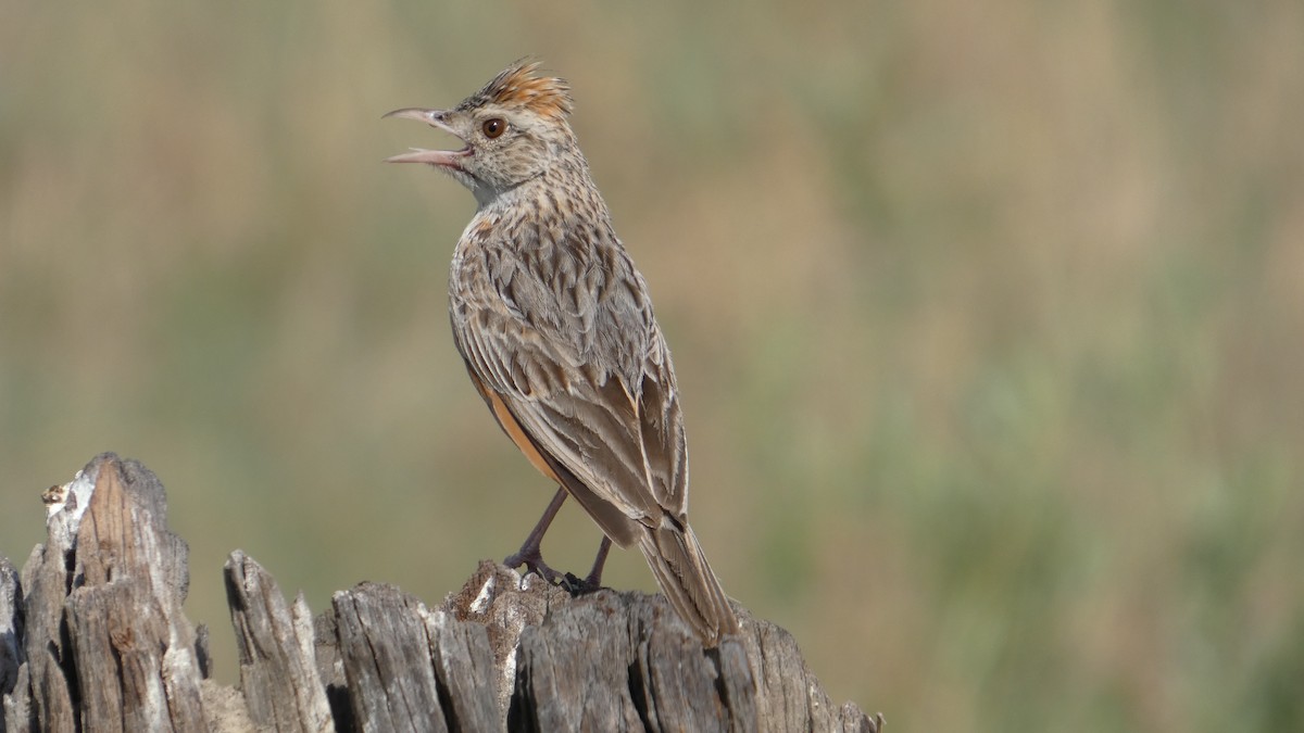 Rufous-naped Lark - ML646183318