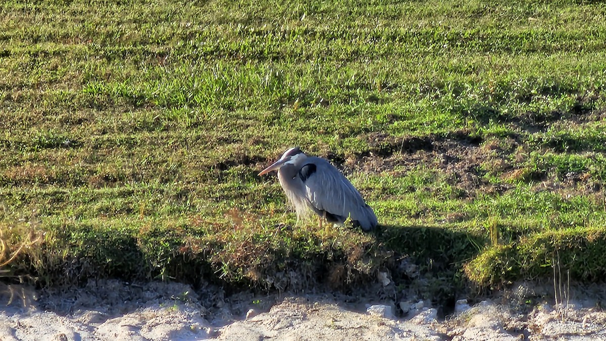 Great Blue Heron (Great Blue) - ML646183320