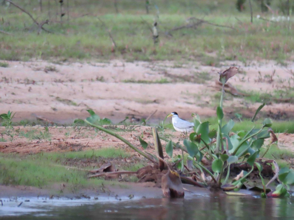 Yellow-billed Tern - ML646183321