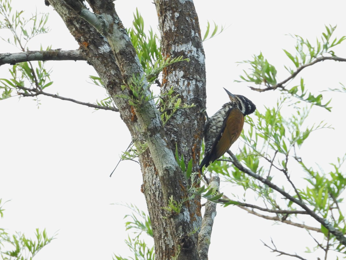Common Flameback - ML646183322
