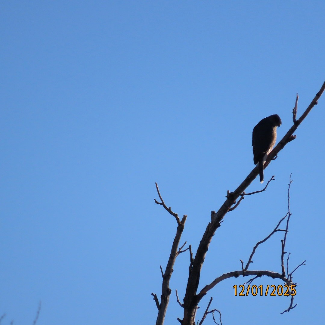 Cooper's Hawk - ML646183323