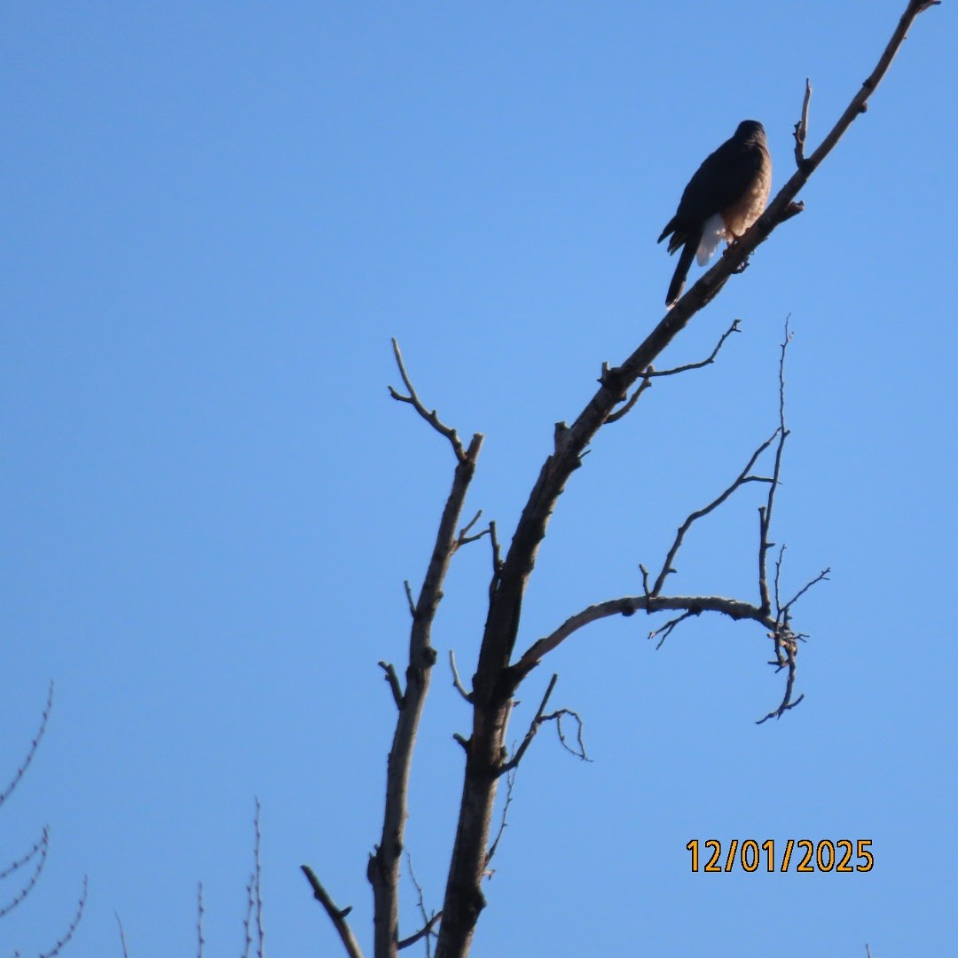 Cooper's Hawk - ML646183324