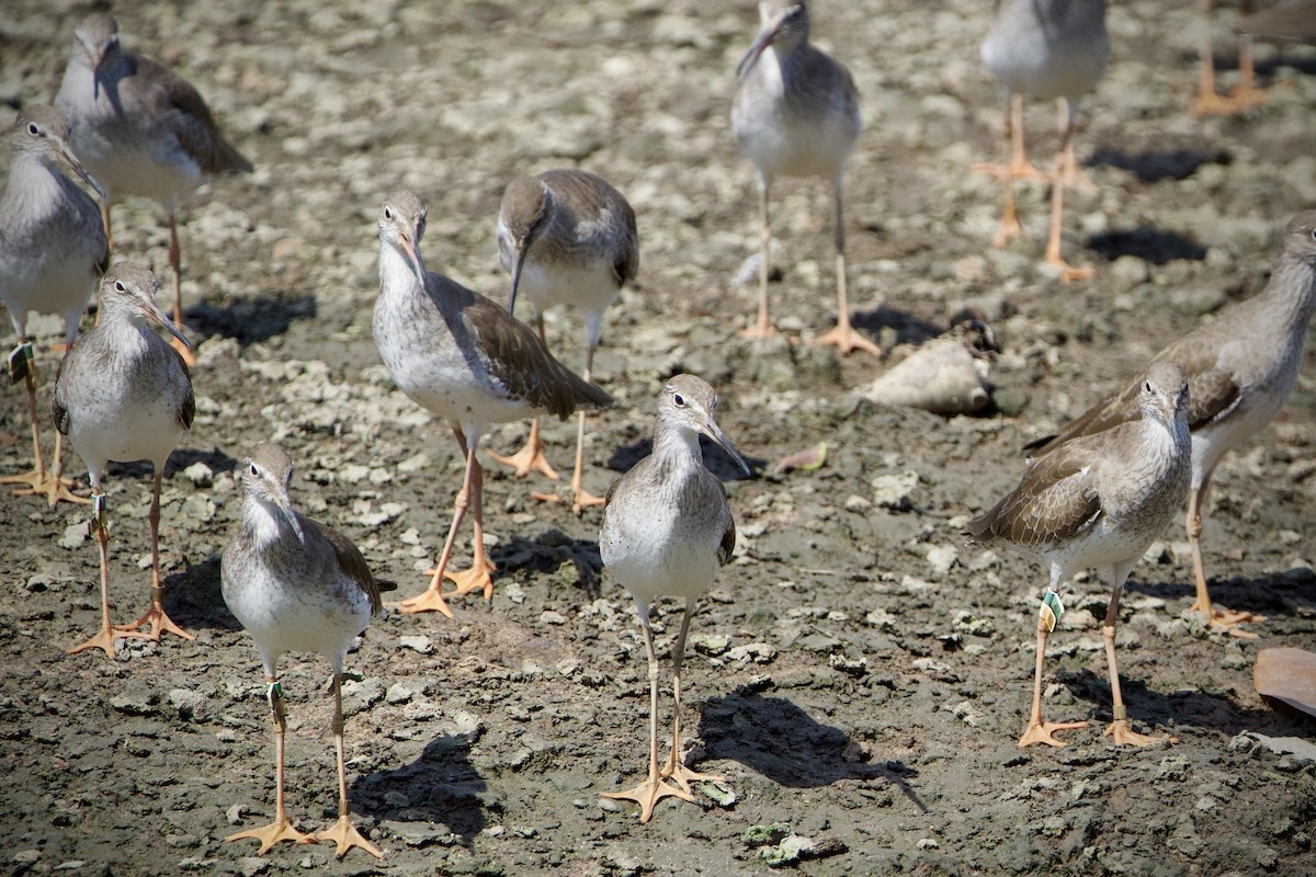 Common Redshank - ML646183326