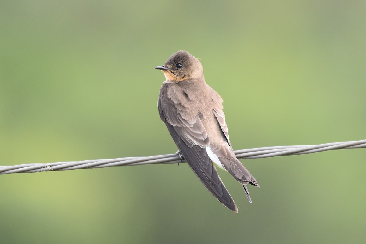 Southern Rough-winged Swallow - ML646183327