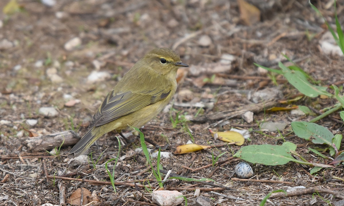 Common Chiffchaff - ML646183330