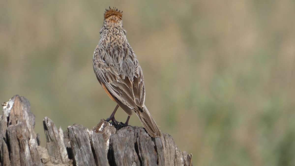 Rufous-naped Lark - ML646183331
