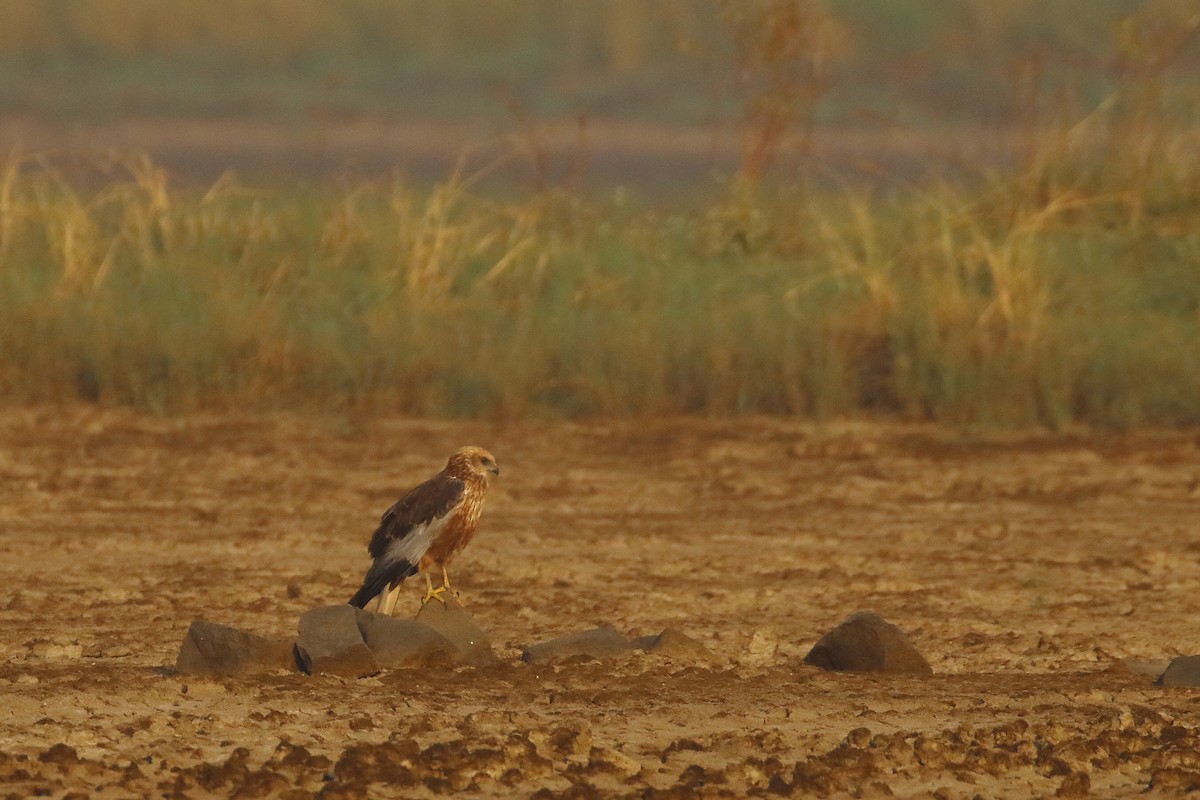 Western Marsh Harrier - ML646183333