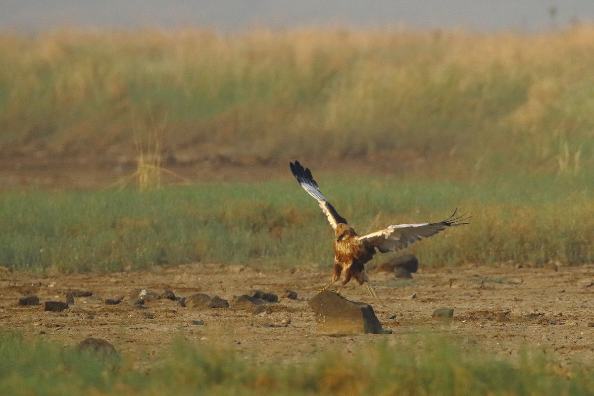 moták pochop - ML646183334