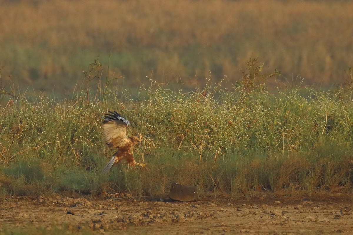 Western Marsh Harrier - ML646183335
