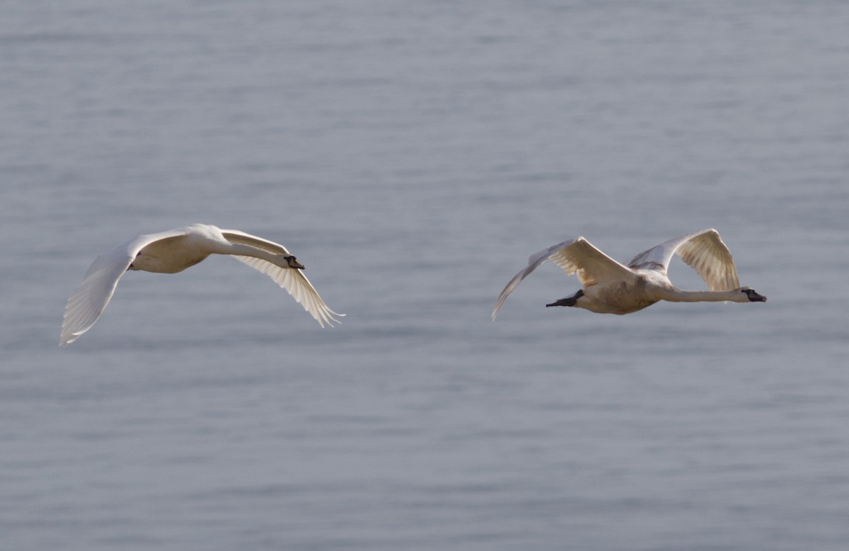 Mute Swan - ML646183336