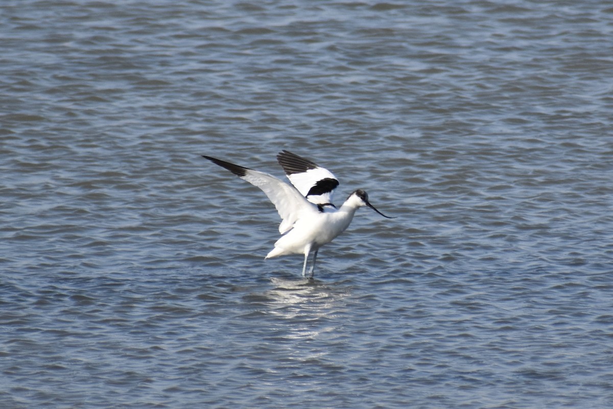 Pied Avocet - ML646183342