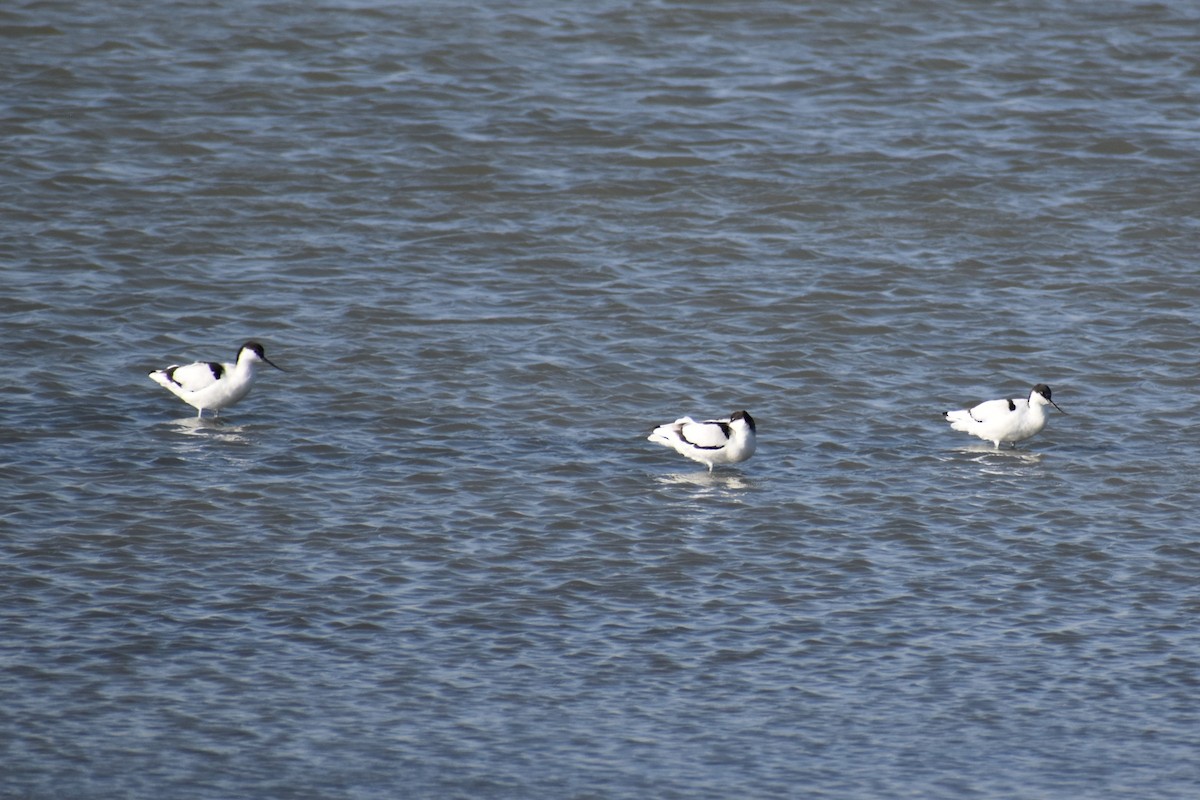 Pied Avocet - ML646183344