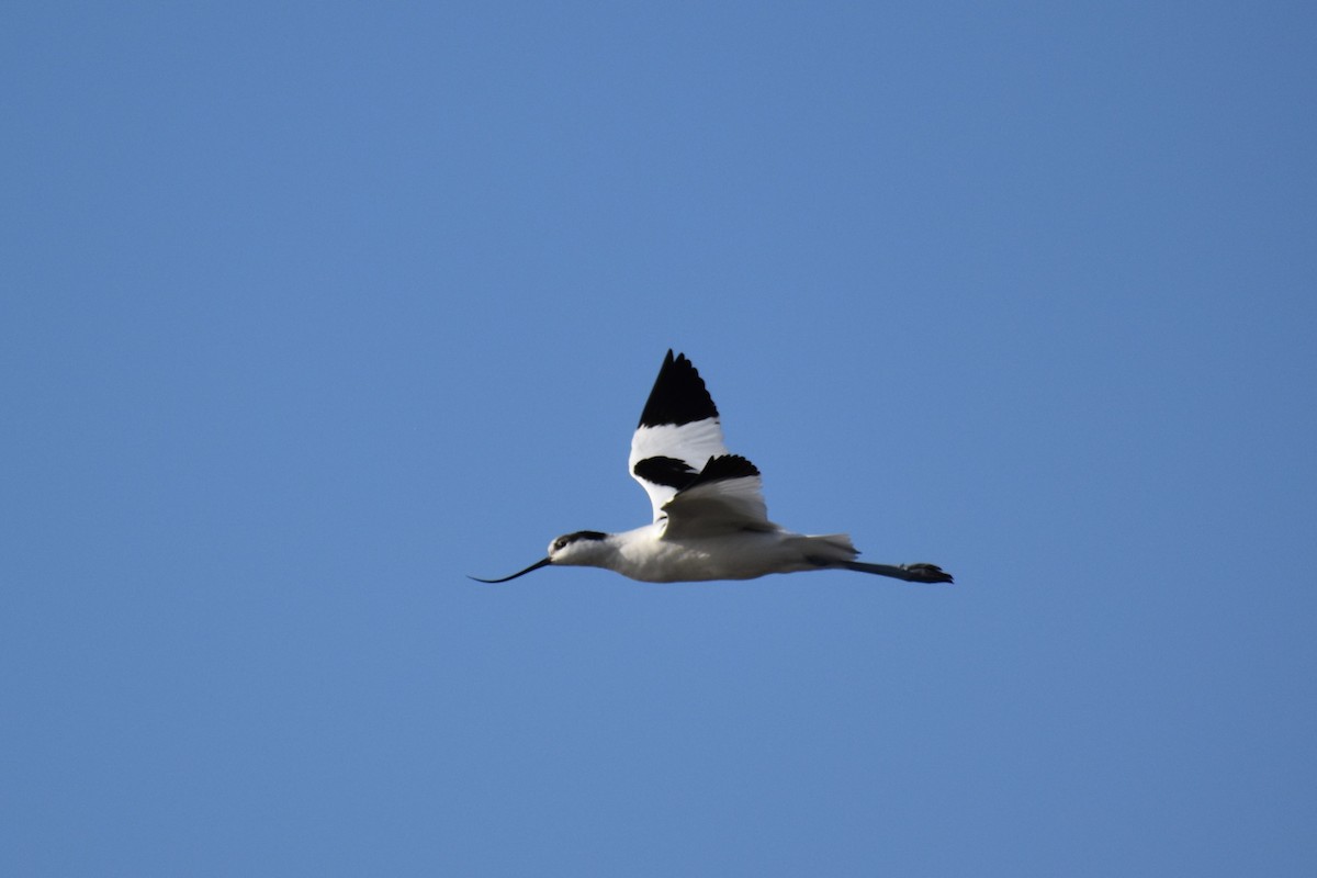 Pied Avocet - ML646183345