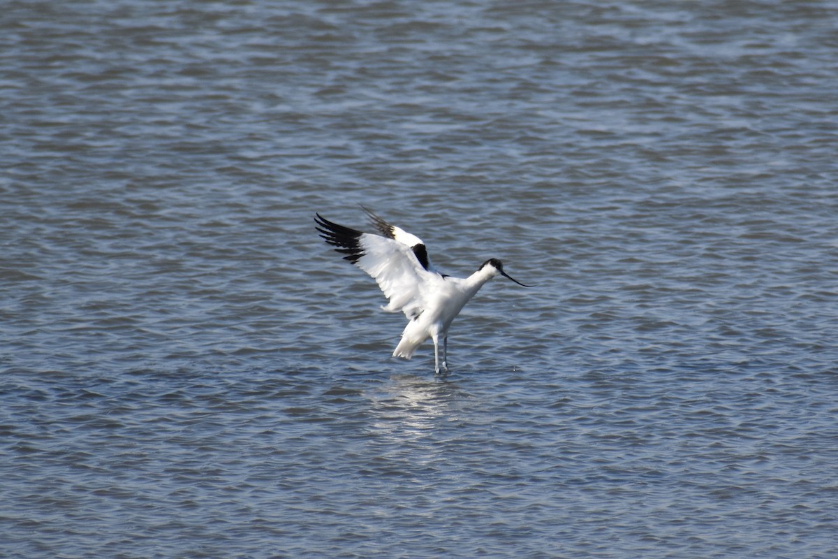 Pied Avocet - ML646183346
