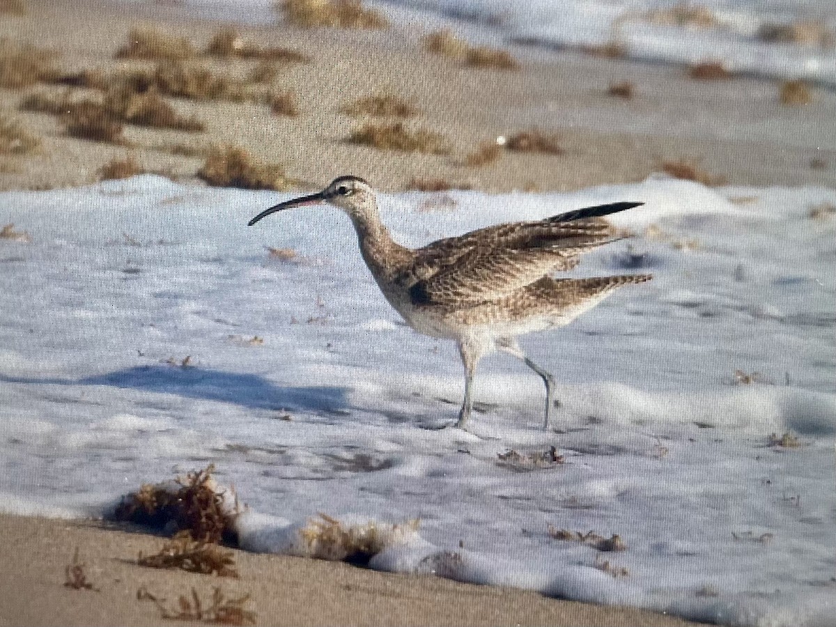 Hudsonian Whimbrel - ML646183348