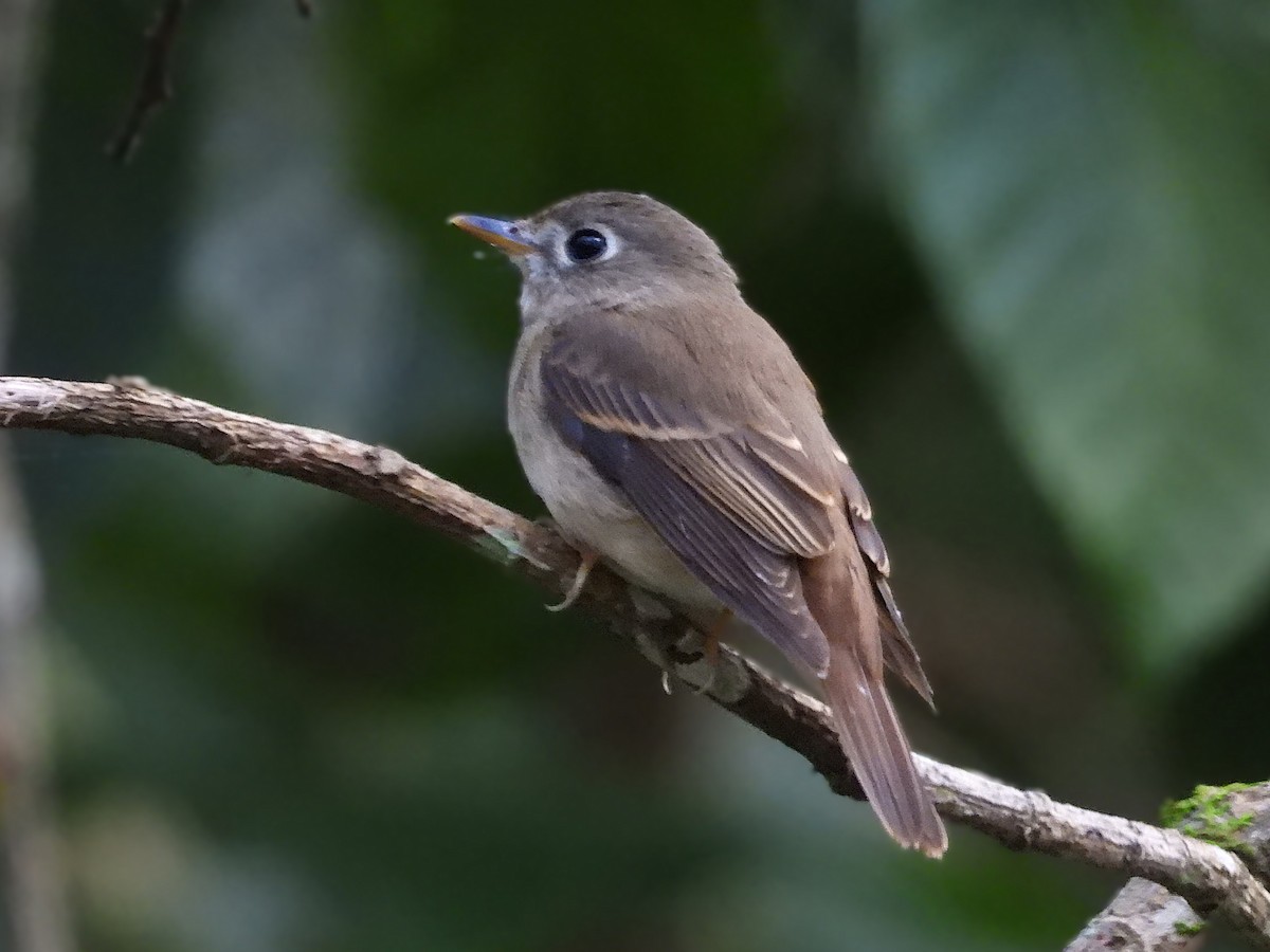 Brown-breasted Flycatcher - ML646183349