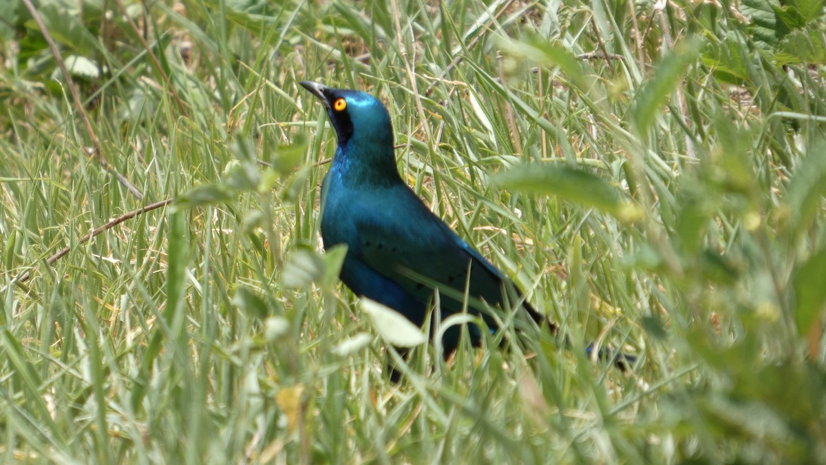 Greater Blue-eared Starling - ML646183350