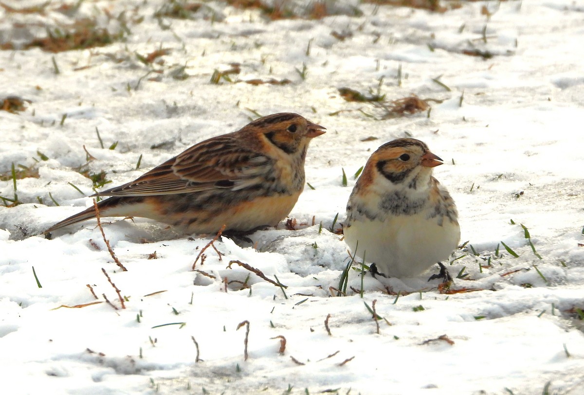 Lapland Longspur - ML646183351