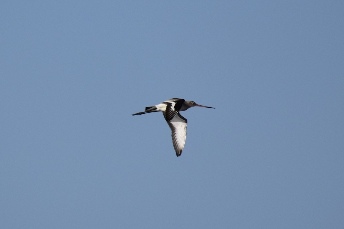 Black-tailed Godwit - ML646183352