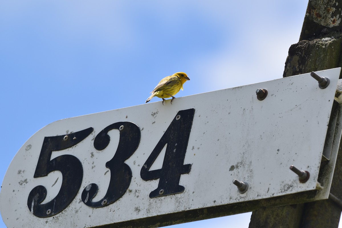 Saffron Finch - ML646183353