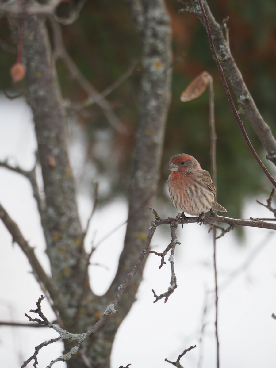 House Finch - ML646183355