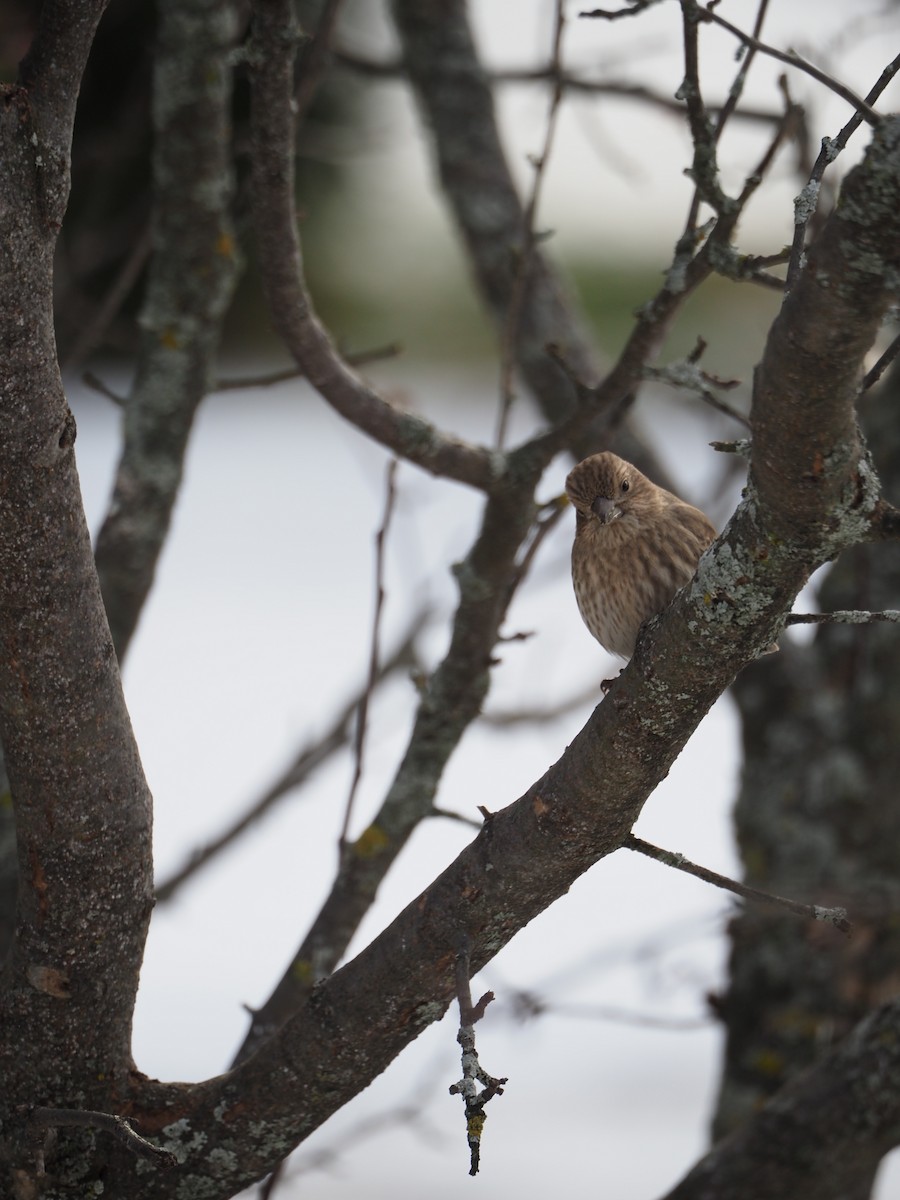 House Finch - ML646183356
