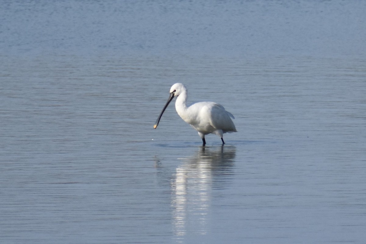 Eurasian Spoonbill - ML646183357