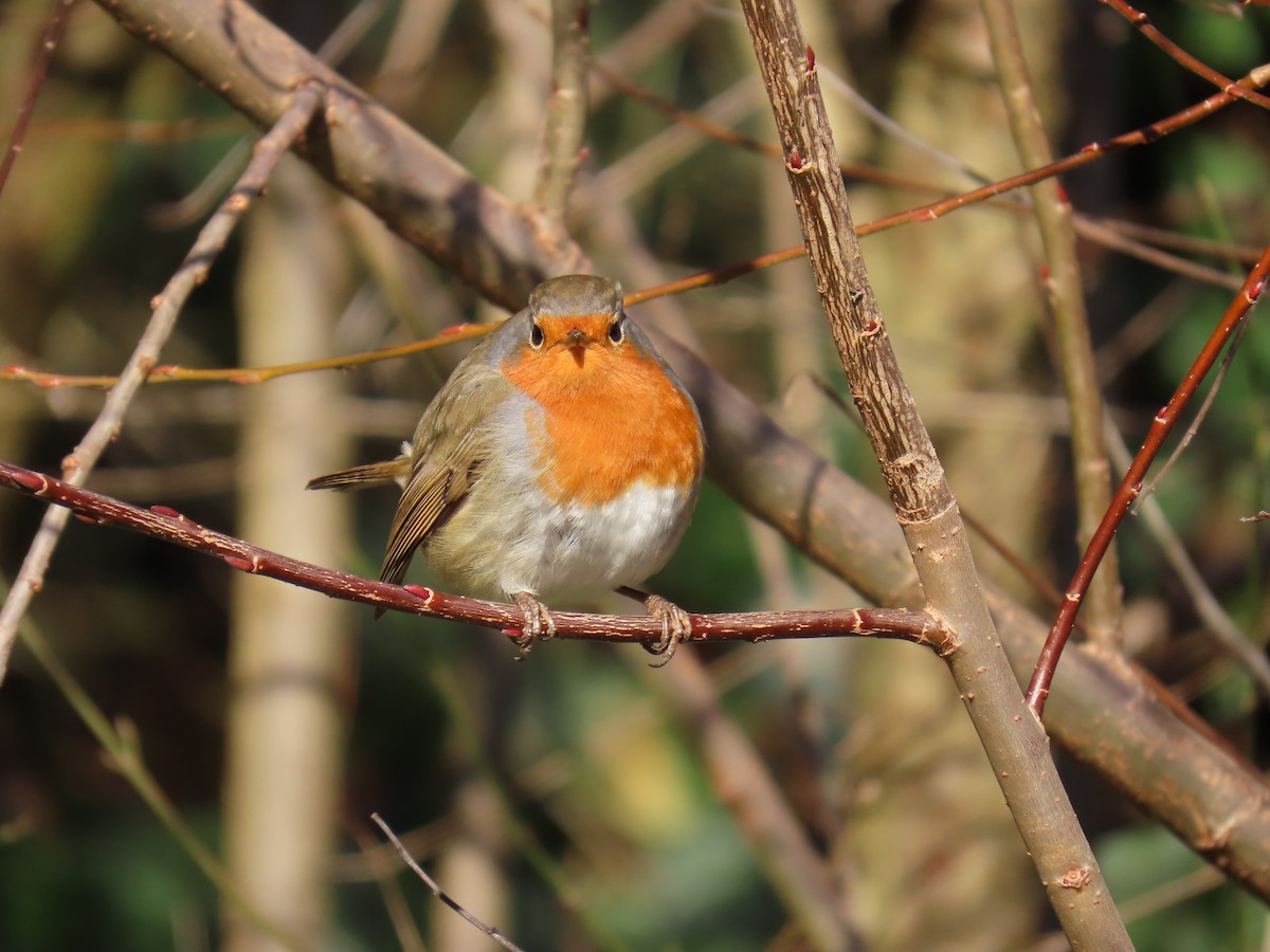 European Robin - ML646183358