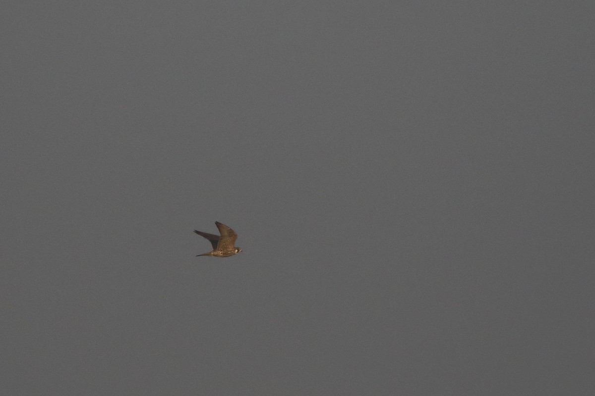 Peregrine Falcon - ML646183360