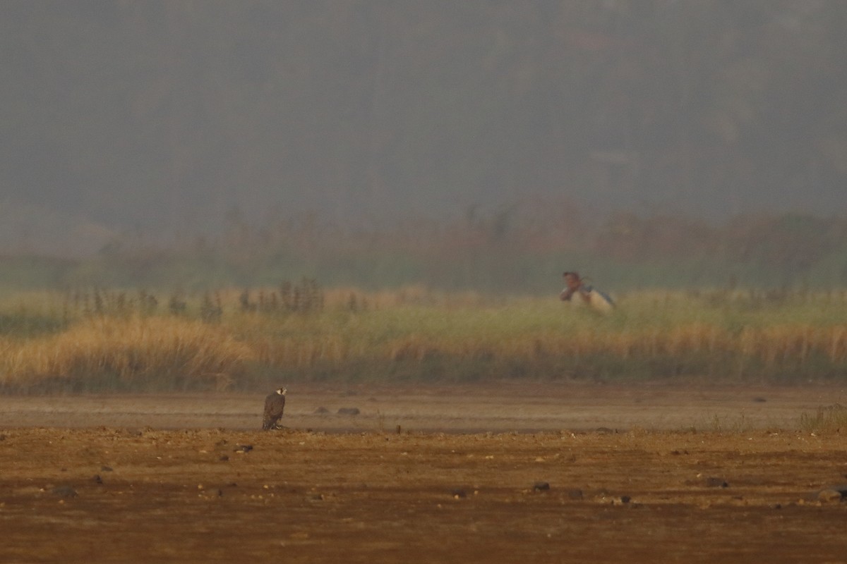 Peregrine Falcon - ML646183361
