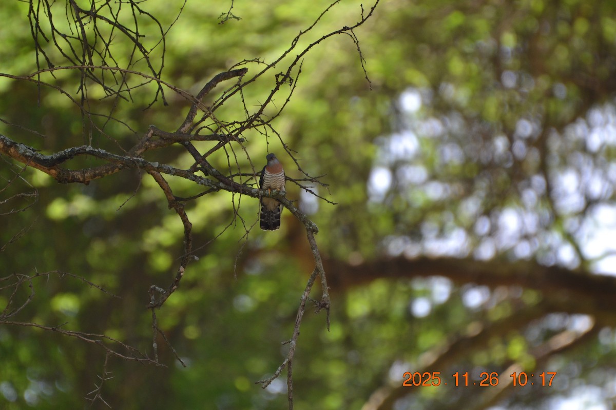 Red-chested Cuckoo - ML646183362