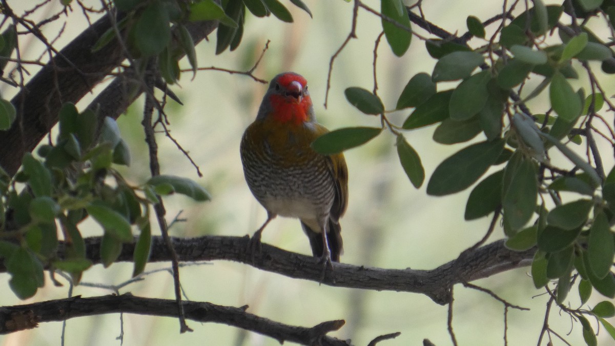 Green-winged Pytilia - ML646183363