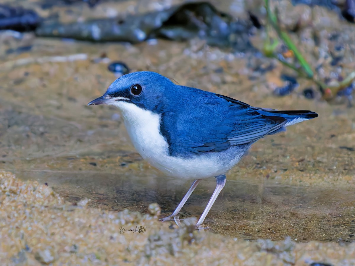 Siberian Blue Robin - ML646183364